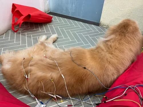 Acupuncture for Dog Arthritis