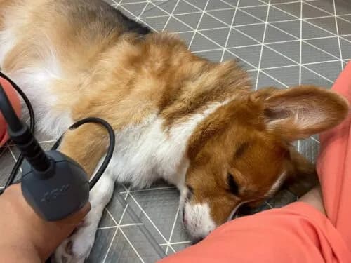 The Role of Pet Rehabilitation in Injury Prevention