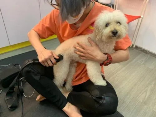 Brownie's Rehabilitation Journey