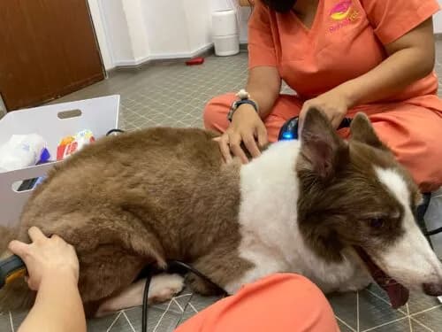 Using Animal Rehabilitation to Treat Disc Disease in Dogs