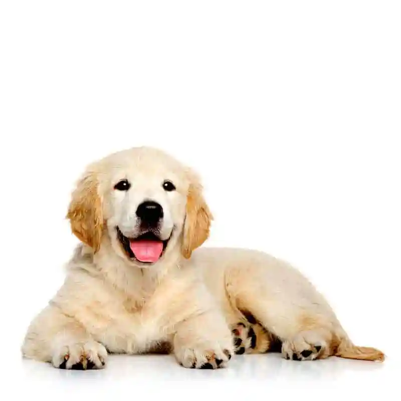 Dog with arthritis receiving rehabilitation care