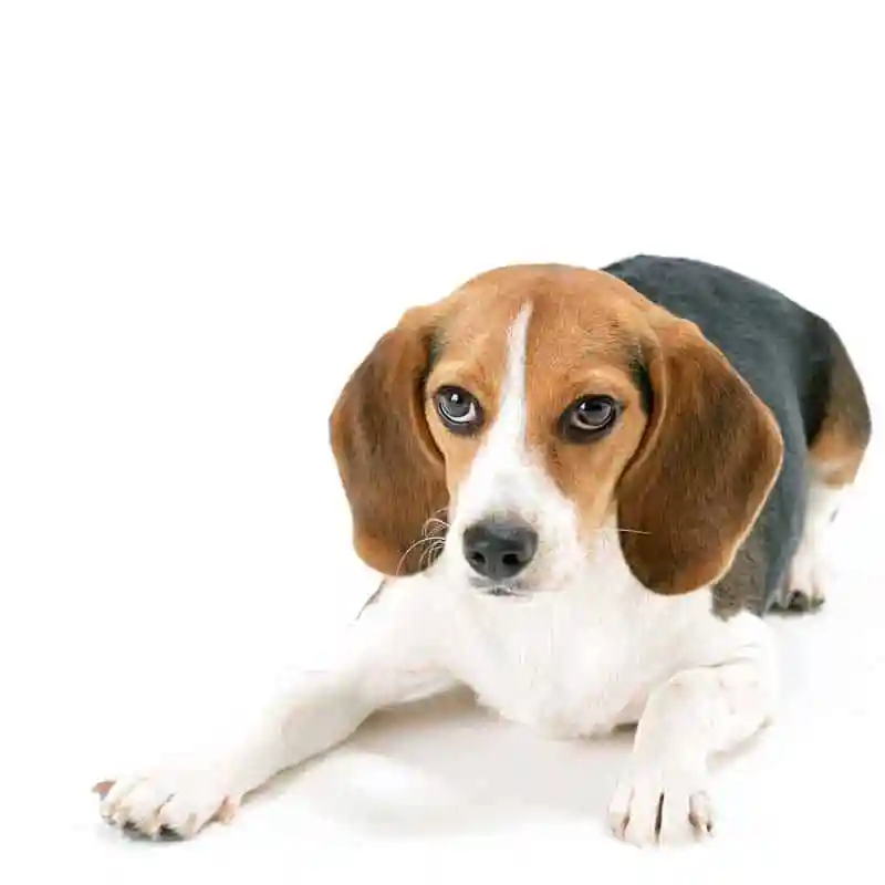 Vestibular Disease — vestibular disease patient at RehabVet Singapore
