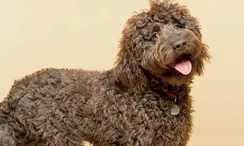Bentley's Luxating Patella Recovery