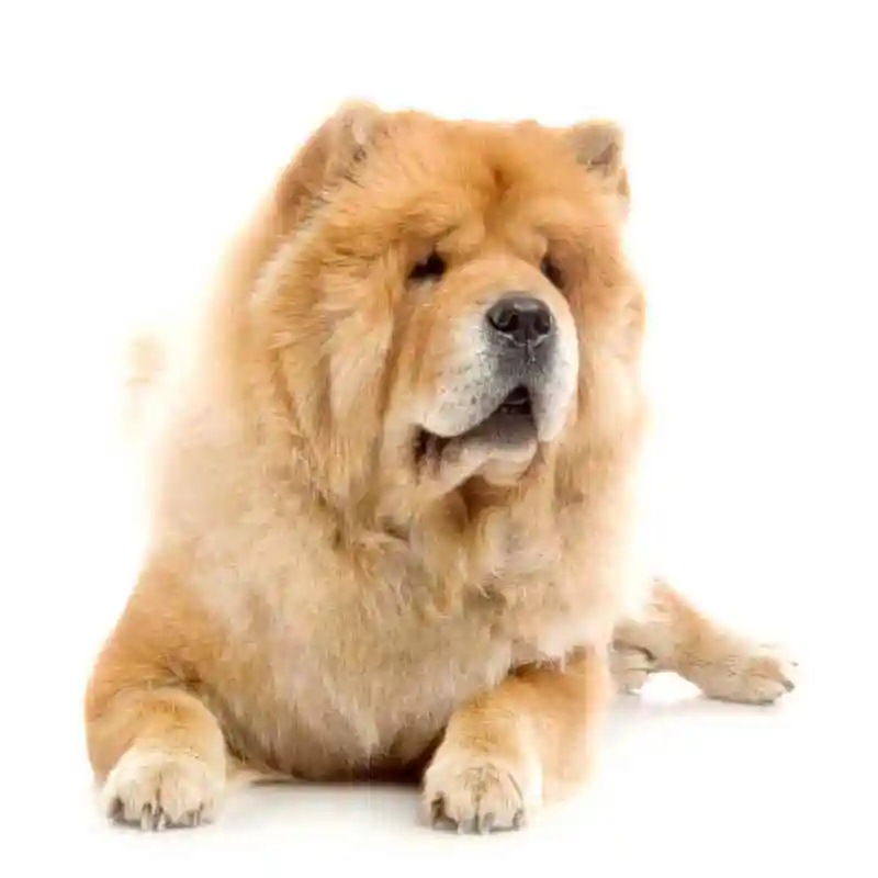 Cranial Cruciate Ligament (ACL) Rupture — ACL / CCL rehabilitation patient at RehabVet Singapore