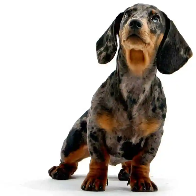 Intervertebral Disc Disease (IVDD) — IVDD rehabilitation patient at RehabVet Singapore