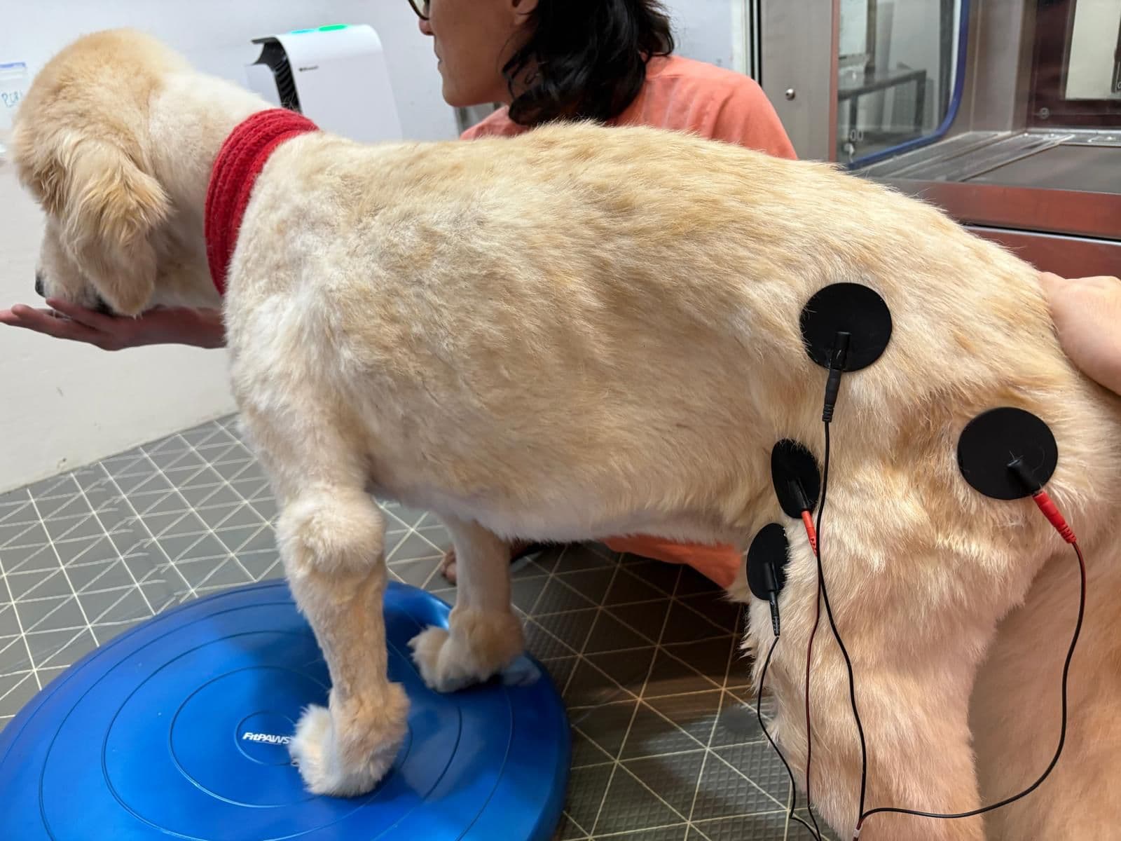 Dog working through a therapy exercise with a therapist at RehabVet Singapore