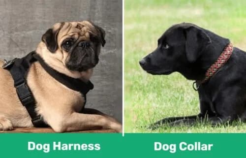 Comparing the difference between dog harness and dog collars with 2 dogs