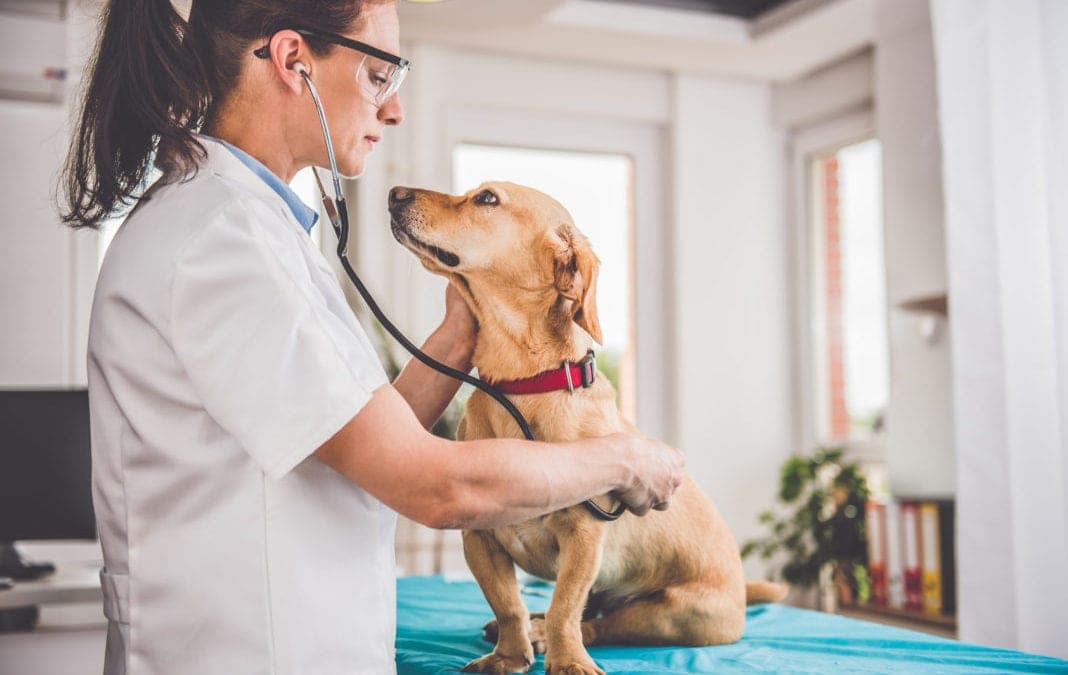 Evaluating the Cost-Effectiveness of Dog Rehabilitation Versus Surgery in Singapore