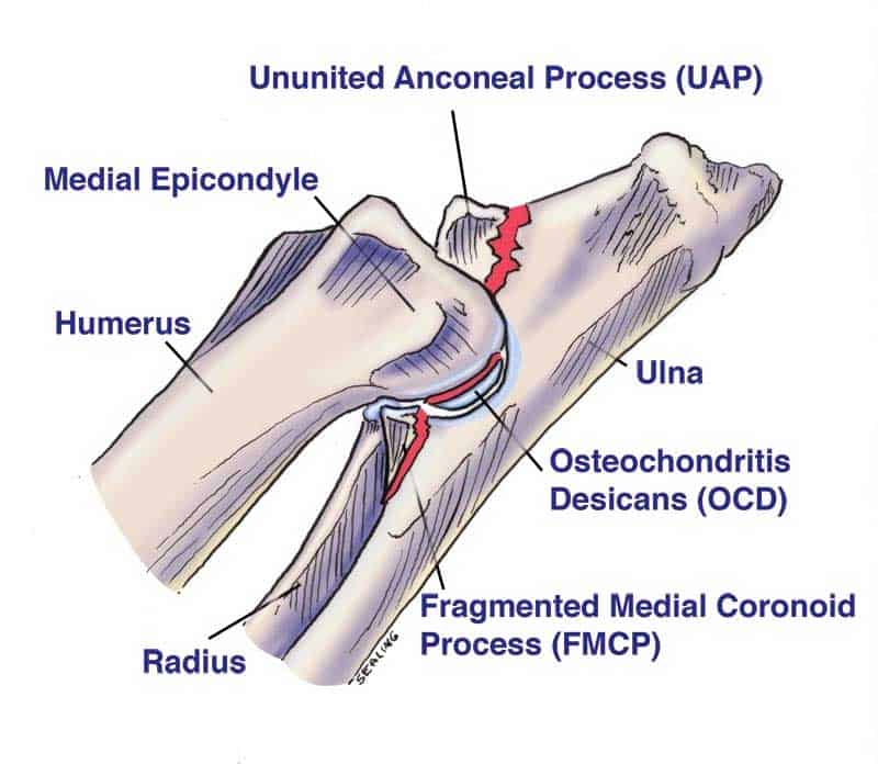 Elbow Dysplasia — elbow dysplasia care at RehabVet Singapore