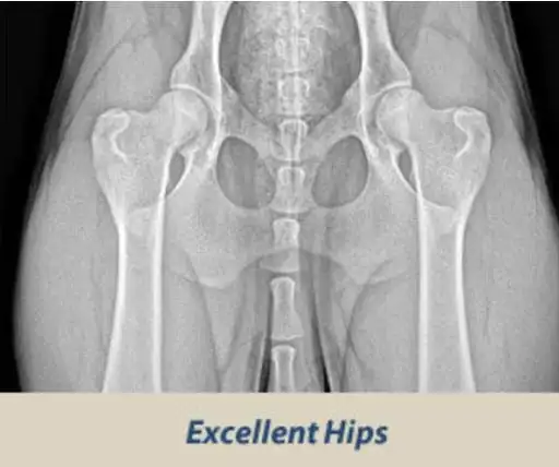 Hip Dysplasia — hip dysplasia physiotherapy at RehabVet Singapore