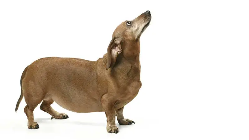 Obesity and Weight Management — weight management for pets at RehabVet Singapore