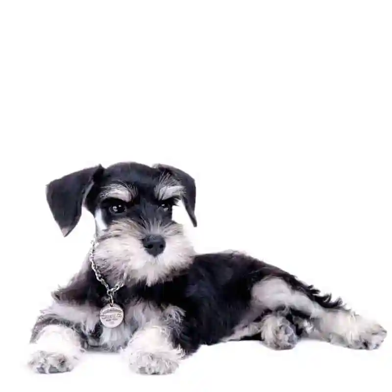 Fibrocartilaginous Embolism (FCE) — FCE rehabilitation patient at RehabVet Singapore