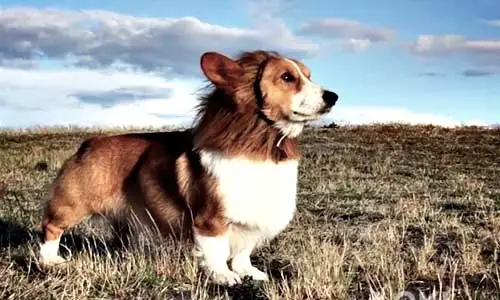 Choco's Rehabilitation Journey
