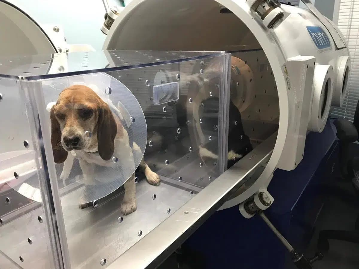 How to Treat Dog Spinal Injury