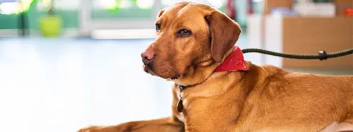 Detecting High Blood Pressure in Dogs and How to Treat It