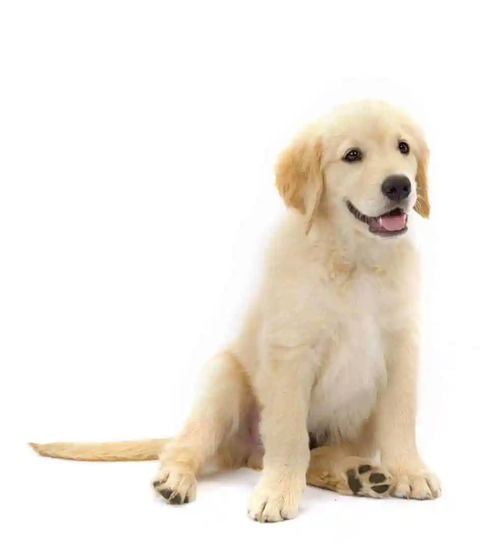 FHO Recovery — hip surgery recovery support at RehabVet Singapore