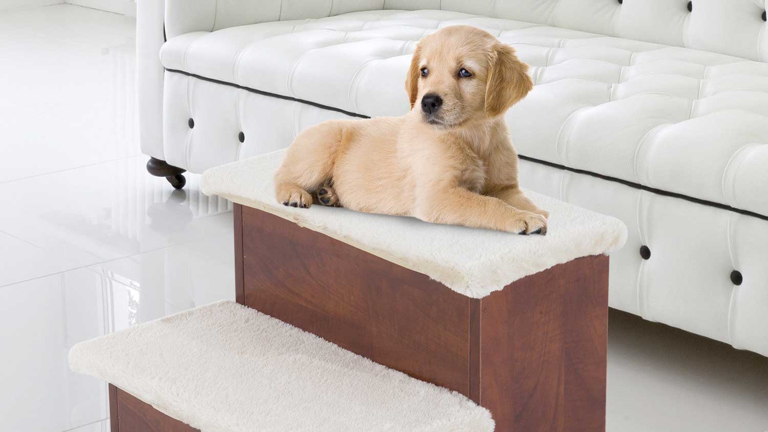 Top 10 Pet Boarding Centres in Singapore (2025)