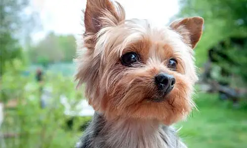 Maeko's Recovery at RehabVet Singapore