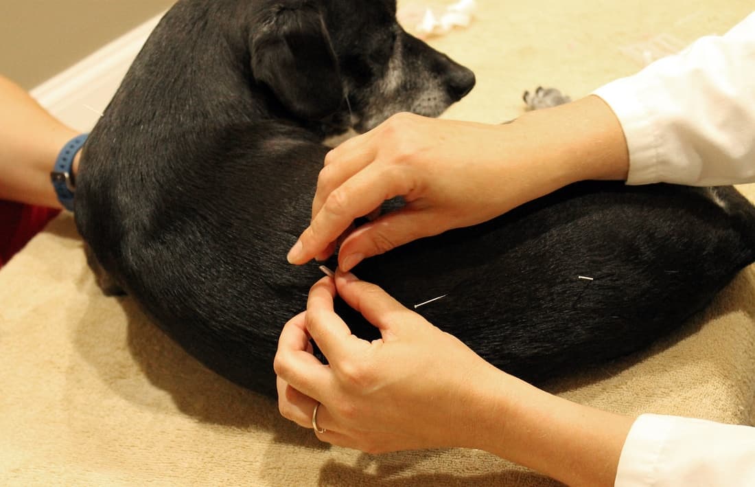 The Cost of Dog Acupuncture in Singapore