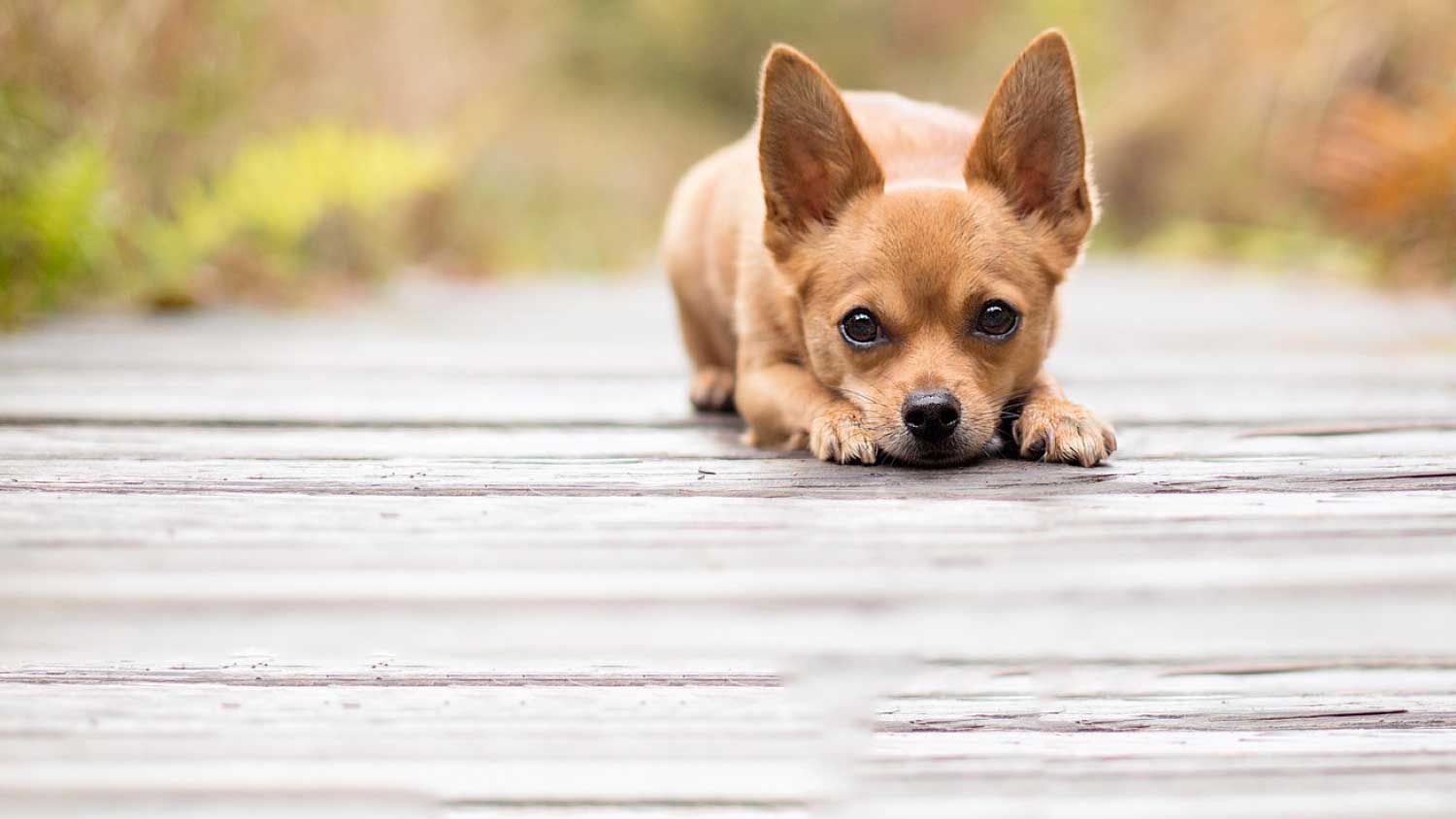 Meniscal Injury in Dogs — knee rehabilitation at RehabVet Singapore