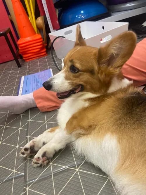 Rufus's Rehabilitation Journey