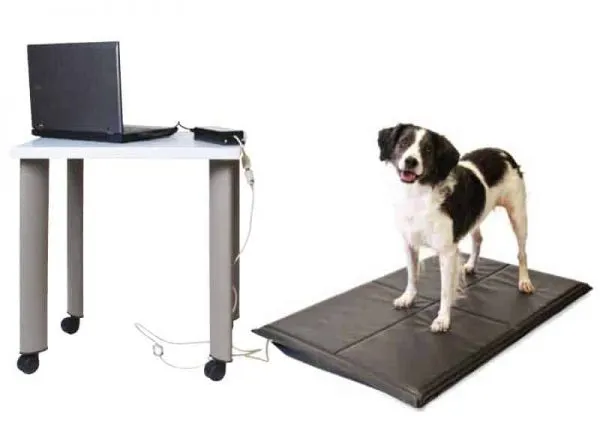 Dog standing on the Stance Analyzer pressure mat connected to a laptop that records weight-bearing on each limb