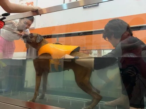 Singapore hydrotherapy for dogs, under water threadmil