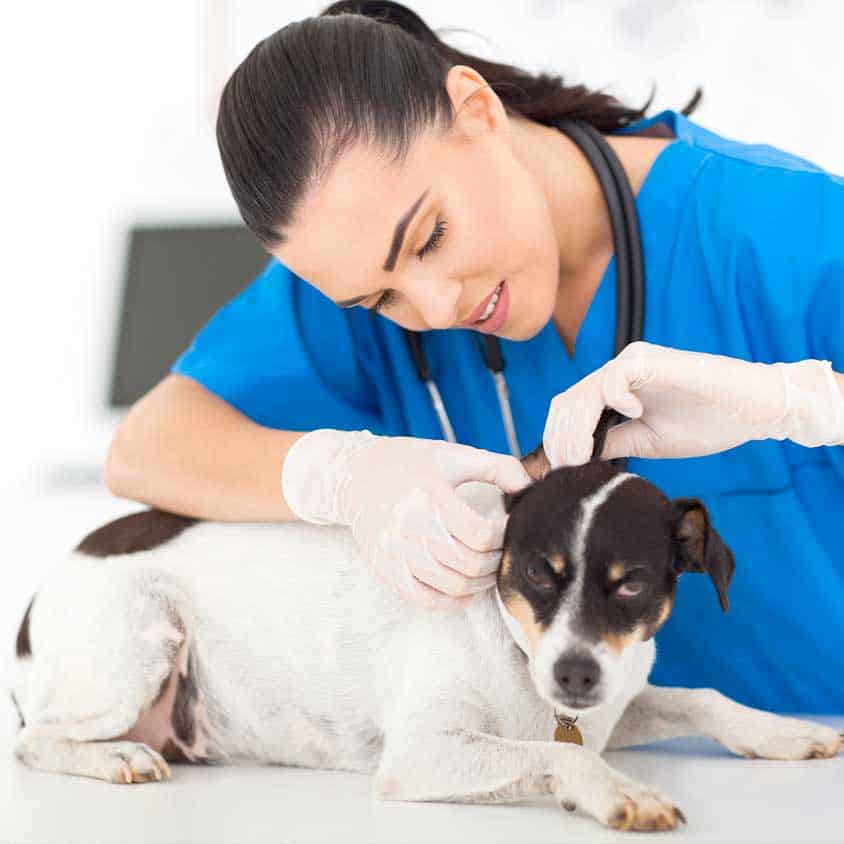 Top 15 Vet Clinics in Singapore Near You (2026)