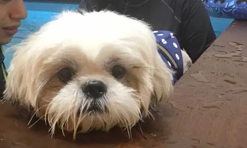 White Shih Tzu receiving hydrotherapy treatment in pool
