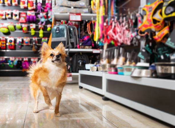 Top 10 Pet Shops in Singapore (2026)