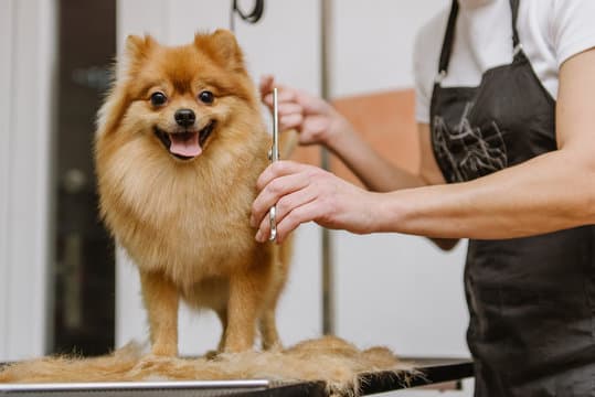 Top 15 Pet Grooming Services in Singapore (2026)