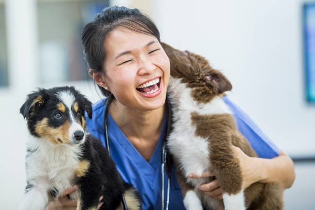 How Much Does a Vet Visit Cost in Singapore (2026)?