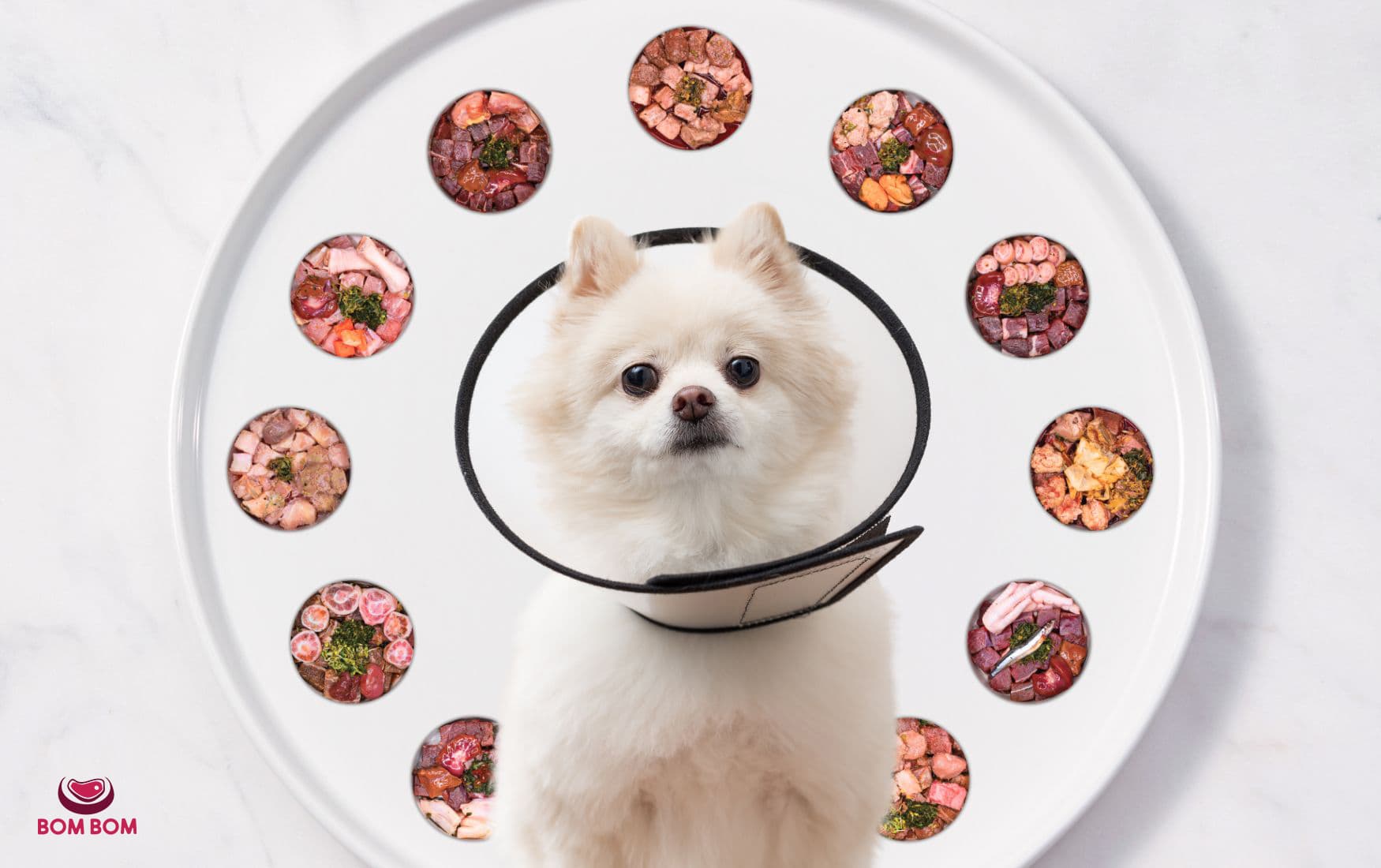 How to Choose the Right Diet for Pets Recovering from Illness or Surgery