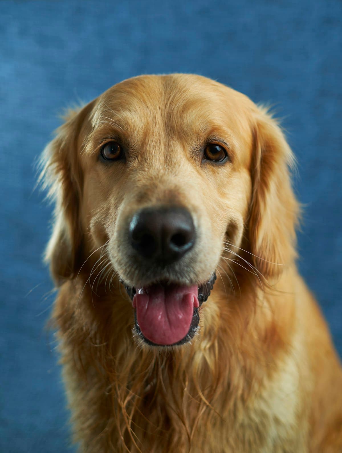 How do pet owners know if their dogs or cats have mobility issues?