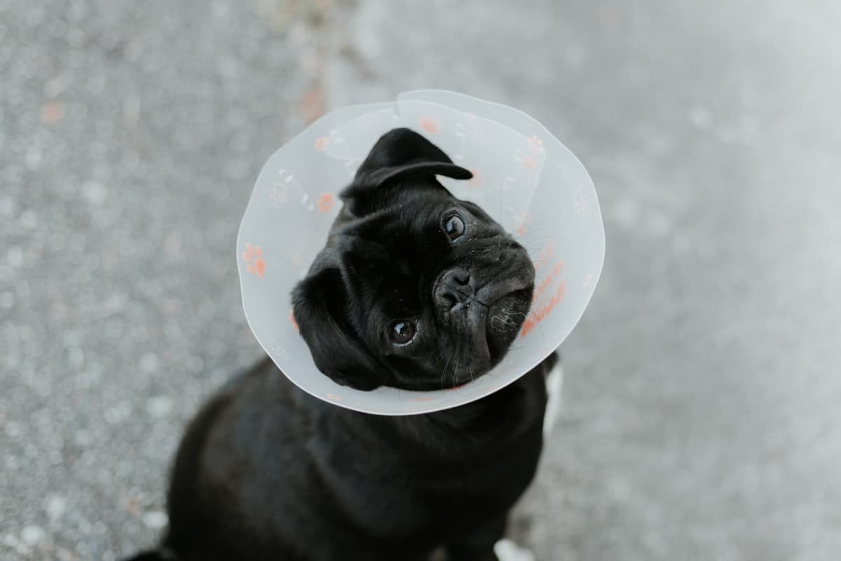 10 Signs Your Dog Needs Physiotherapy