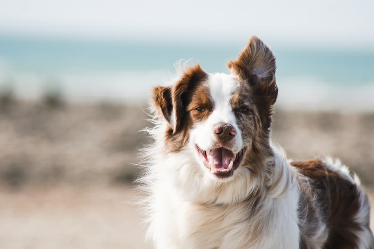 Post-Surgical Rehabilitation — post-surgical physiotherapy at RehabVet Singapore