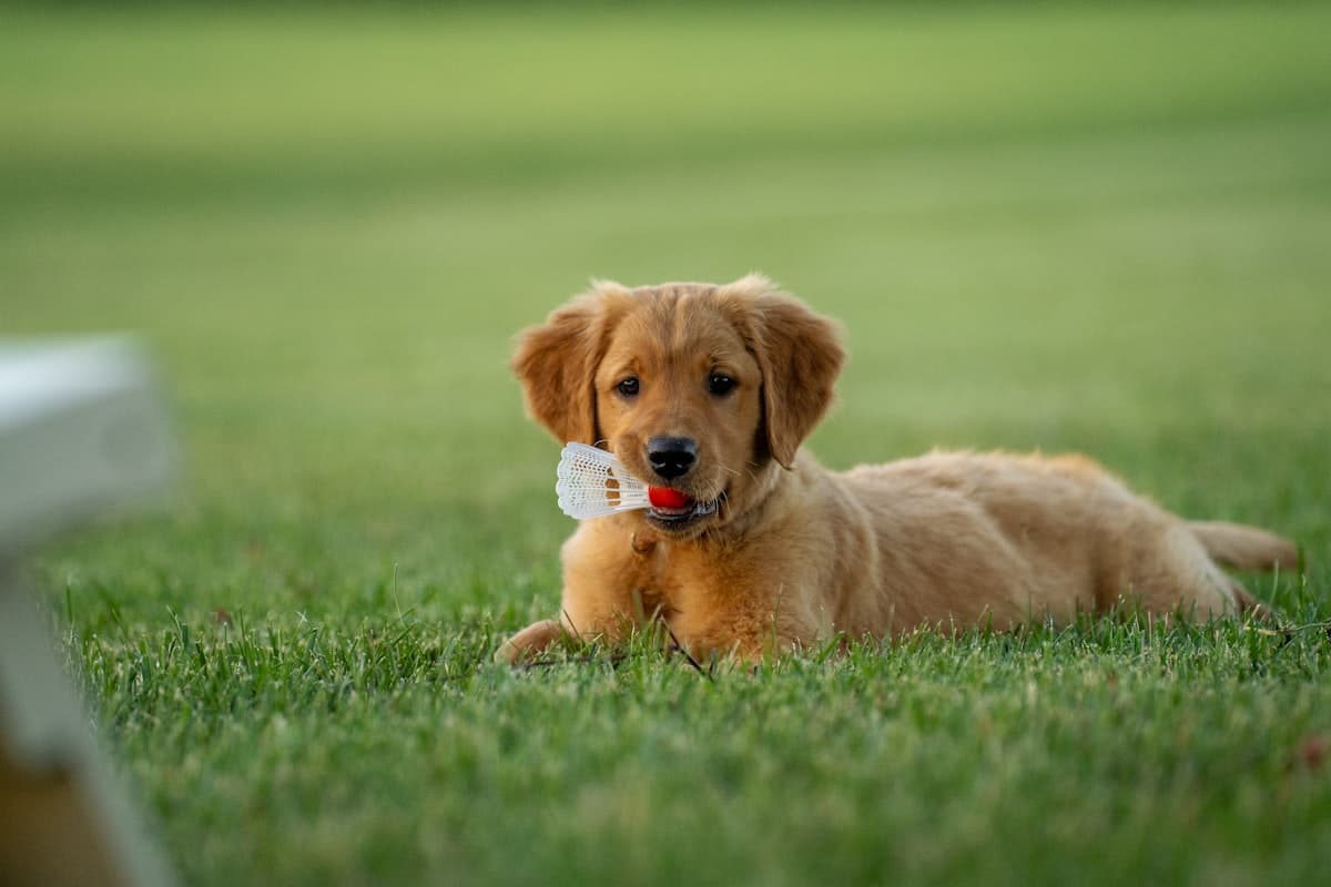 Dog Physiotherapy After Surgery: Timeline, Exercises & Recovery Tips