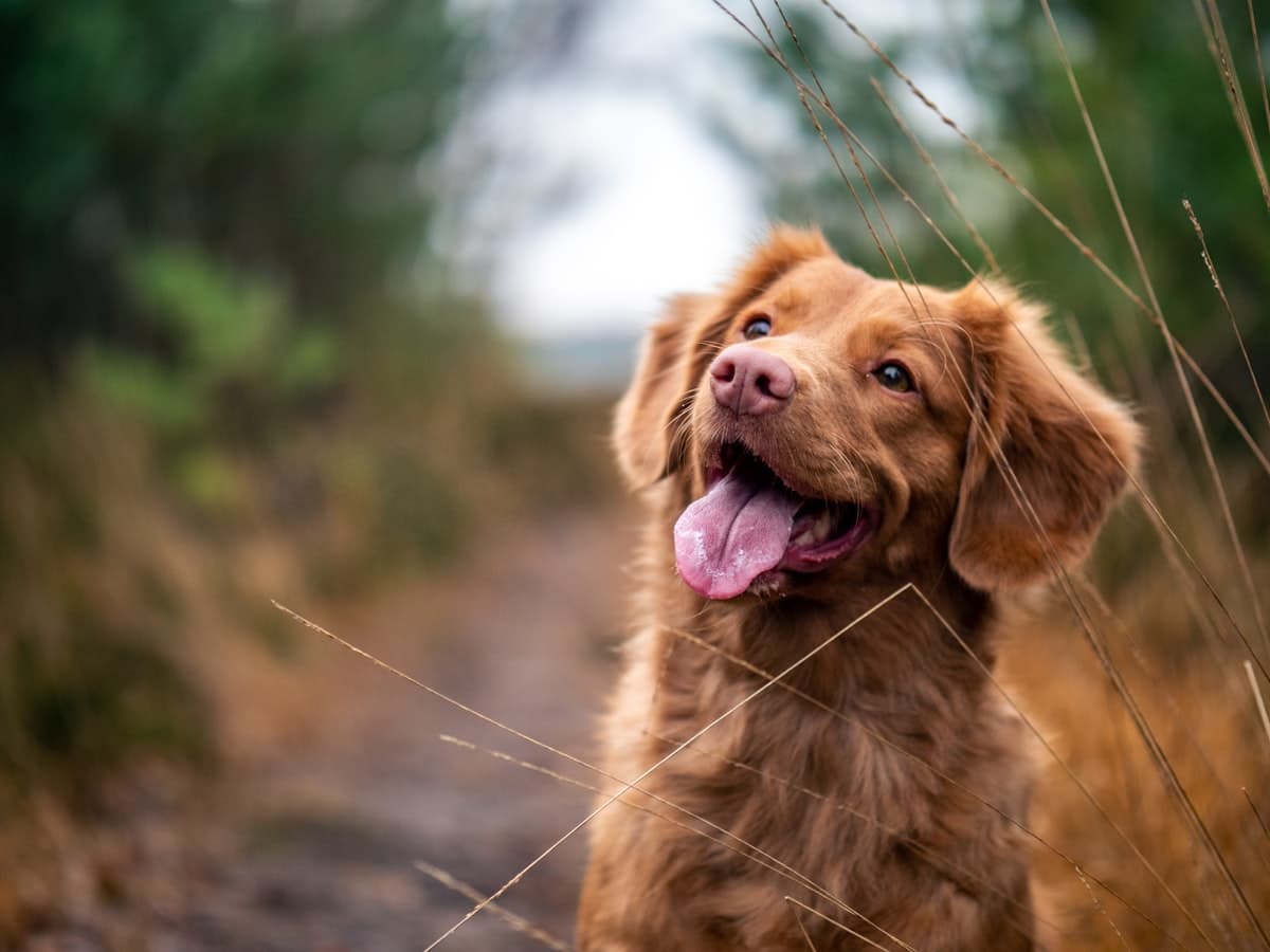 Spinal Surgery Recovery — IVDD rehabilitation care at RehabVet Singapore