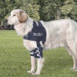 dog shoulder brace singapore orthopedic bicipital bursitis bicipital tenosynovitis Acute ligament tendon Biceps Brachii Tenosynovitis Supraspinatus Insertionopathy Infraspinatus Muscle Contracture