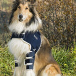 dog shoulder brace singapore orthopedic bicipital bursitis bicipital tenosynovitis Acute ligament tendon Biceps Brachii Tenosynovitis Supraspinatus Insertionopathy Infraspinatus Muscle Contracture