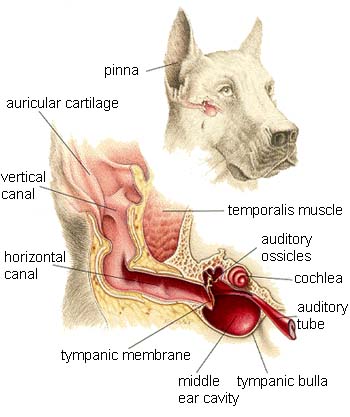 will my dog recover from vestibular disease