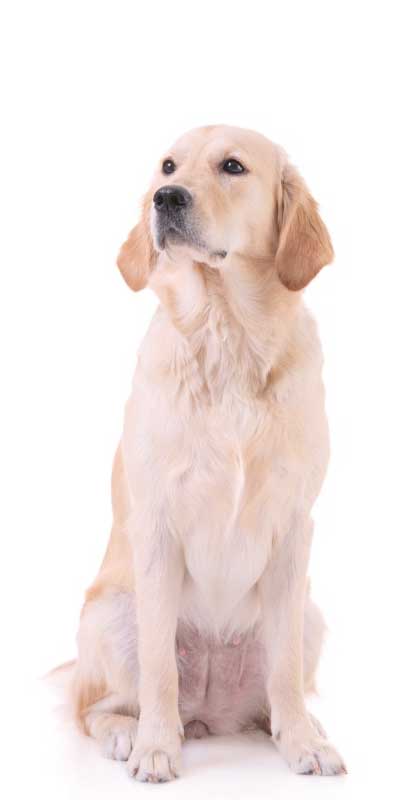 are essential oils safe for dogs hip dysplasia