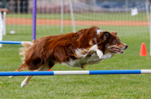 Treating Sports Injuries in Working and Athletic Dogs - RehabVet Clinic