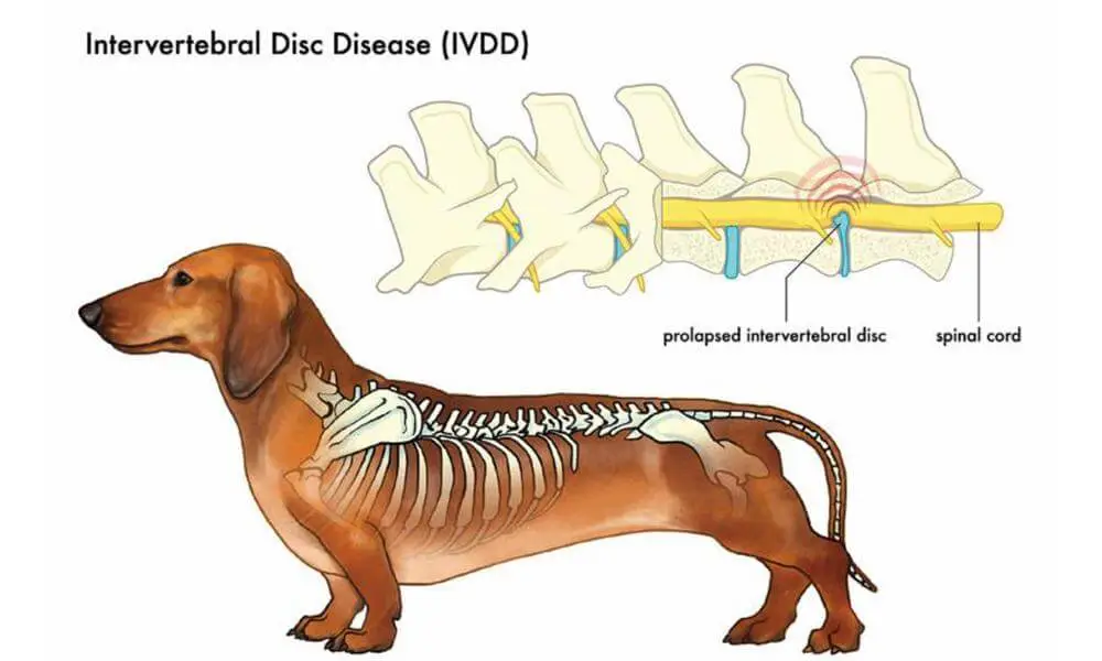 What is IVDD in Dogs? - RehabVet Clinic