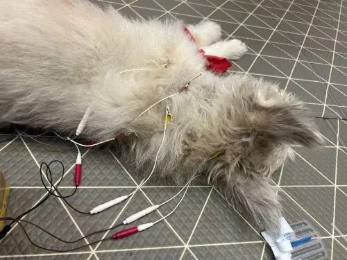 cat receiving acupuncture treatment at RehabVet