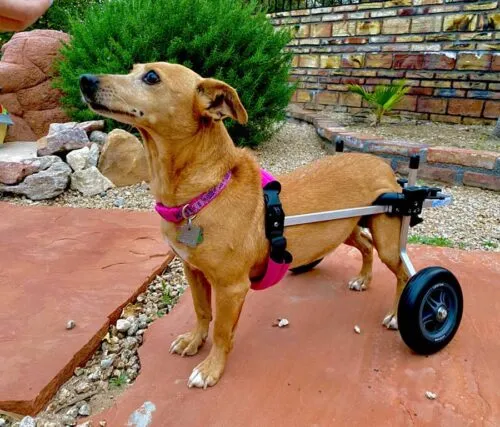 dog in wheel chair due to muscle imbalance