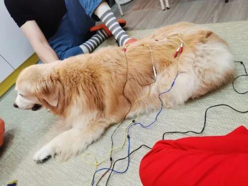 A close-up of a small animal receiving acupuncture treatment to help with anxiety and stress.