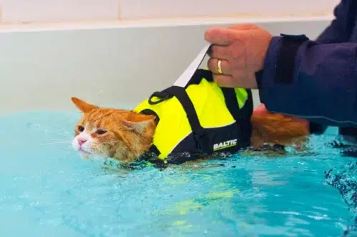 A book cover featuring a white cat in a pool of water with the title "An Introduction to Hydrotherapy for Cats"