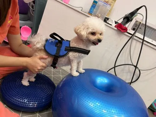 Image of a vet performing chiropractic services on a pet animal with the alt text "Veterinarian providing chiropractic care to a pet animal to address musculoskeletal issues".