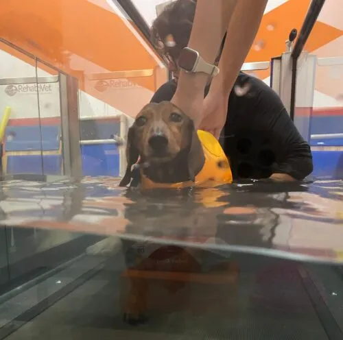 A dog receiving aquatic therapy to help with a spinal injury.